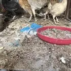 دجاج بياض