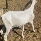 معزاء هولنديه وتيس فحل للبيع