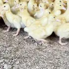 صوص بط بكيني
