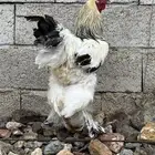 ديك براهما كولمبي