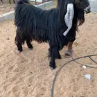 للبيع تيس عارضي
