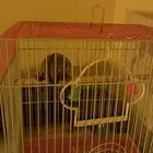 سنجاب طائر شوقر قلايدر