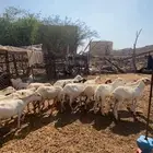 ضان رفيدة