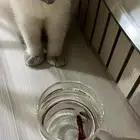 سمك احمر غامق مع اكله