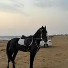 العمر 5 سنوات اللون ادهم ملكي الحصان حار على يد الخيال