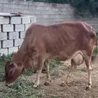 بقره