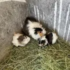 وبران بلدي و أمريكي