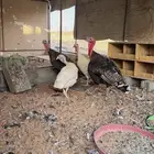 دجاج رومي تم البيع