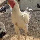 ديوك