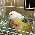 زوج روز للبيع