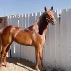 فرس ولدها مهر