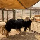 رخال نجد صنف الصنف مضاريع