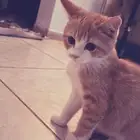 قطو بلدي
