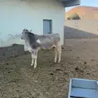 خمسه ما بين حسيل وحسيله