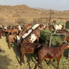 تيوس اضاحي فاخر