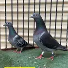 زاجل سباق
