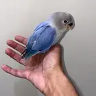 روز اليف وهدد