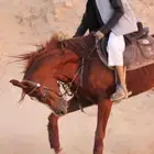 خيل ورق شيخ نقبل العروض ازينه خيول مانقبل افارس