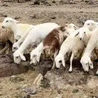 اعرض لكم رخال مقاني مراح واحد ونضاف ومشروطه .