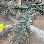 يوجد جريد لضع