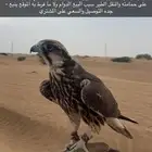 فرخ وكري ماشاءالله تبارك الله