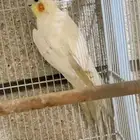 للبيع ذكر كروان لاتينو الي توقف عليه سومه نصيبه