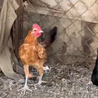 السلام عليكم الثنين ديكه صغار للبيع
