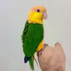 كايك وايت بيلي