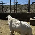 خروف فحل السن جامع سليم من الامراض انتاجه كفو