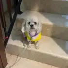كلب للتبني