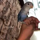 للبيع روز اليف
