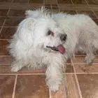 مالتيز