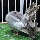 رقاصي فانتيل