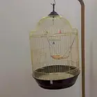 قفص عصافير