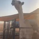 بكره شقحا كفو