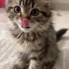 قطوه لتبني