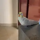 عصفور كروان