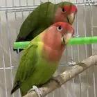 جوز روز موالف ومنتج