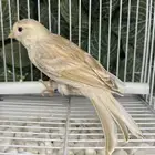 ذكر كناري بداية تغريد