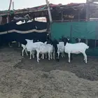شياه برابر طيبه