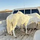 سواكن مرابي فل الفل