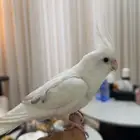 كروان اليف