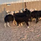 شوهات نجد