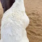 للبيع عاقر