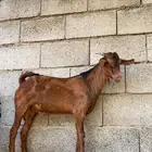 تيس ادهم بلدي