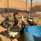 بط للبيع