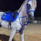 حصان شعبي سوم .