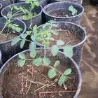 شتلات المورينجاء العربيه