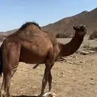 قعود شيخخخ