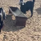 للبيع ماعز